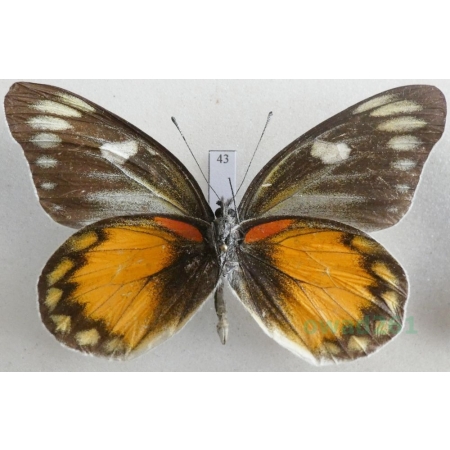 Delias zebuda Hewitson, 1862 male reverse Indonesia, Sulawesi43